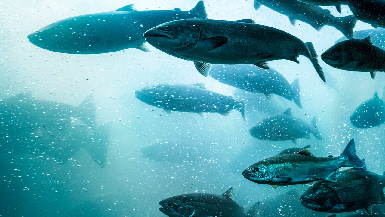 Nearly 250K fish escape from Washington fish hatchery