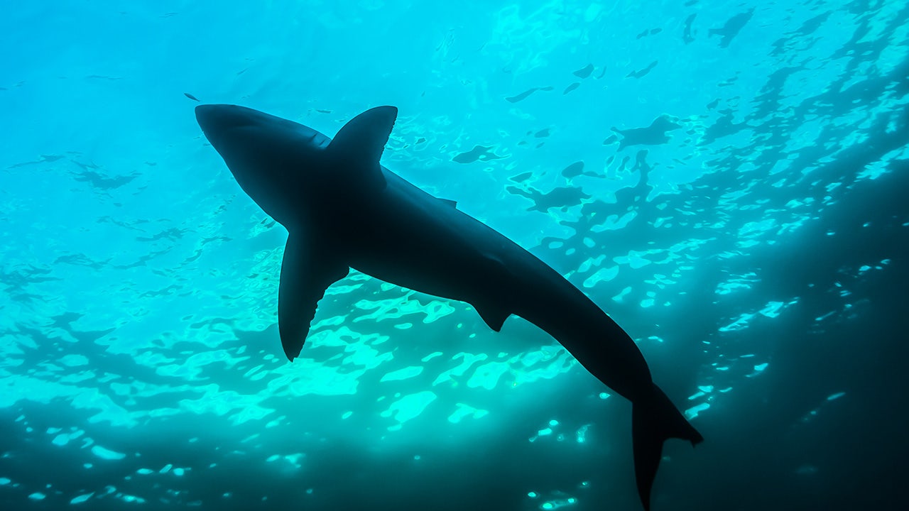 Swimmer dies in shark attack in Sydney suffered ‘catastrophic injuries’ – Fox News