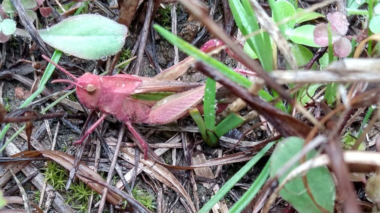 Man finds extremely rare pink grasshopper in Texas