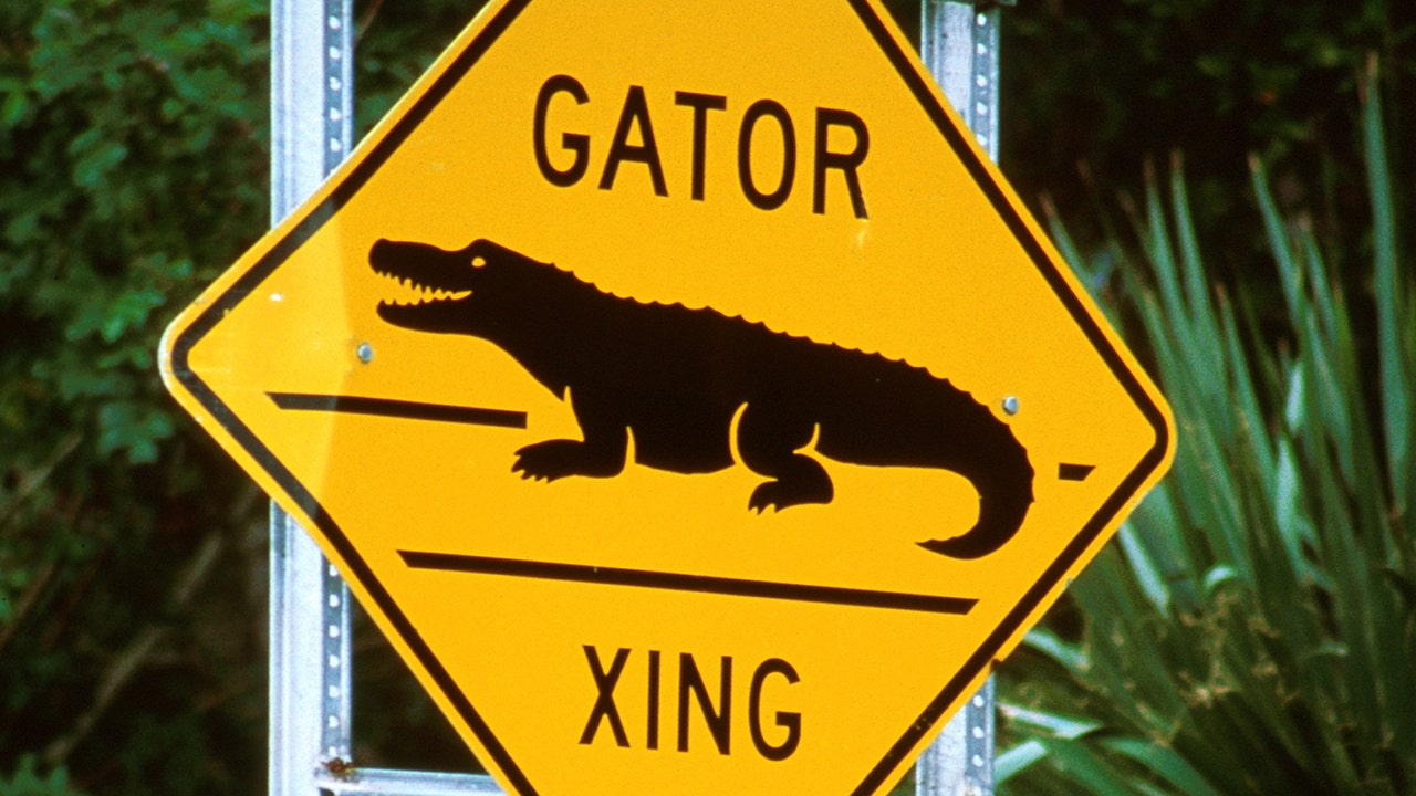 Florida man killed in crash after his vehicle struck an 11-foot alligator