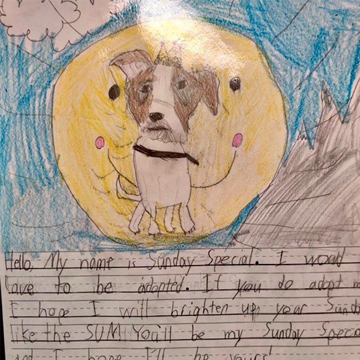 2nd graders write heartfelt stories from shelter dogs' perspectives to get them adopted