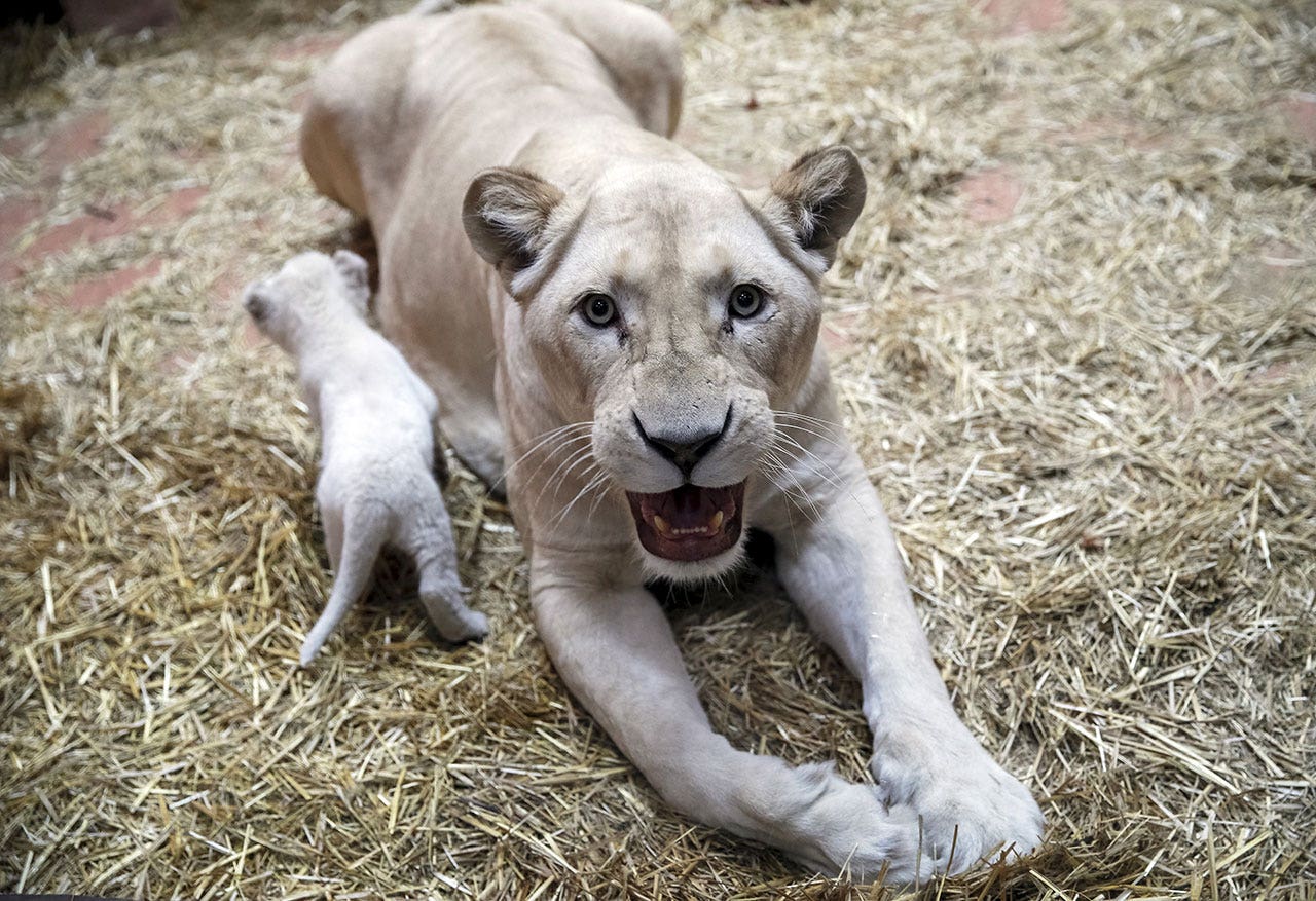 Ukraine zookeeper fears hundreds of animals will die without more food ...