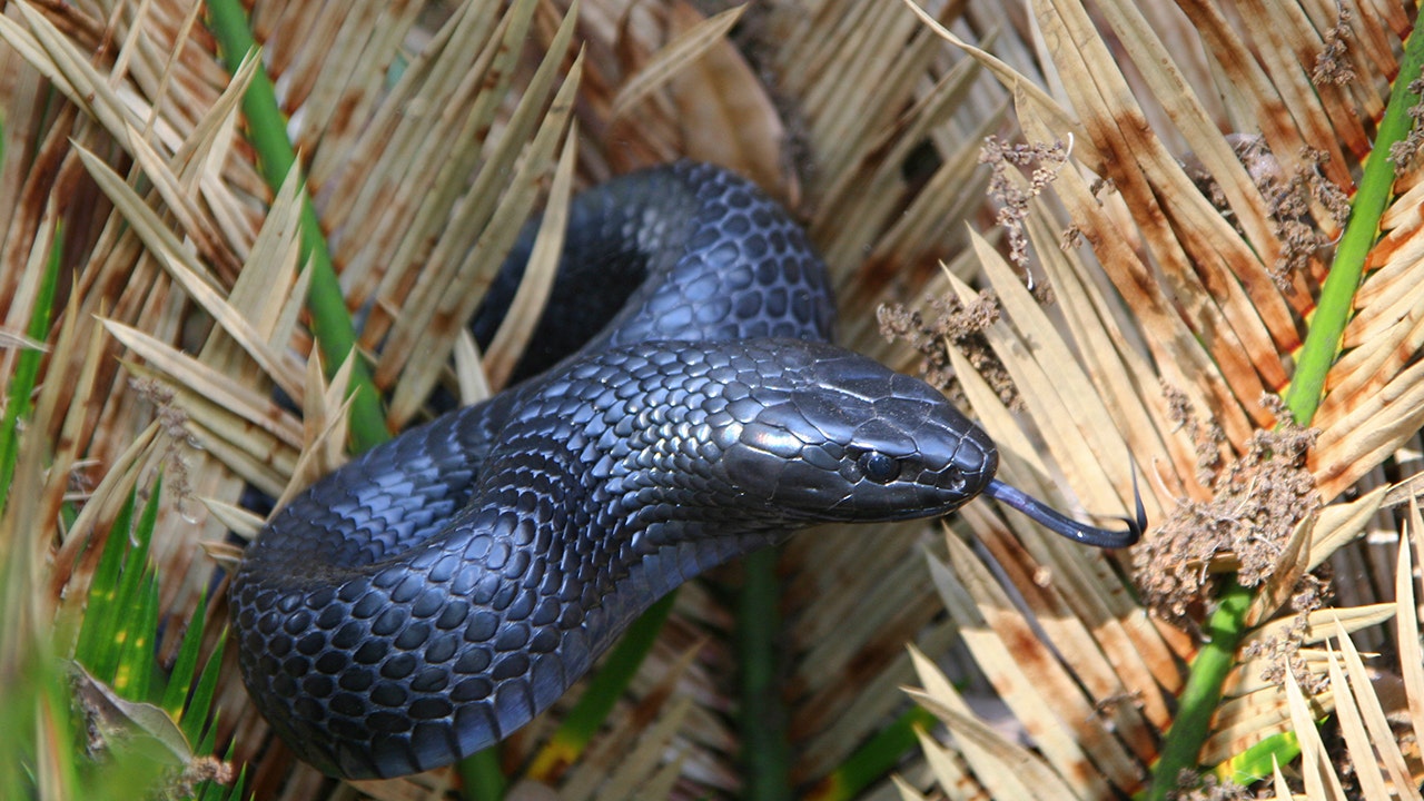Serpent indigo oriental trouvé en Alabama pour la deuxième fois en plus de 60 ans
