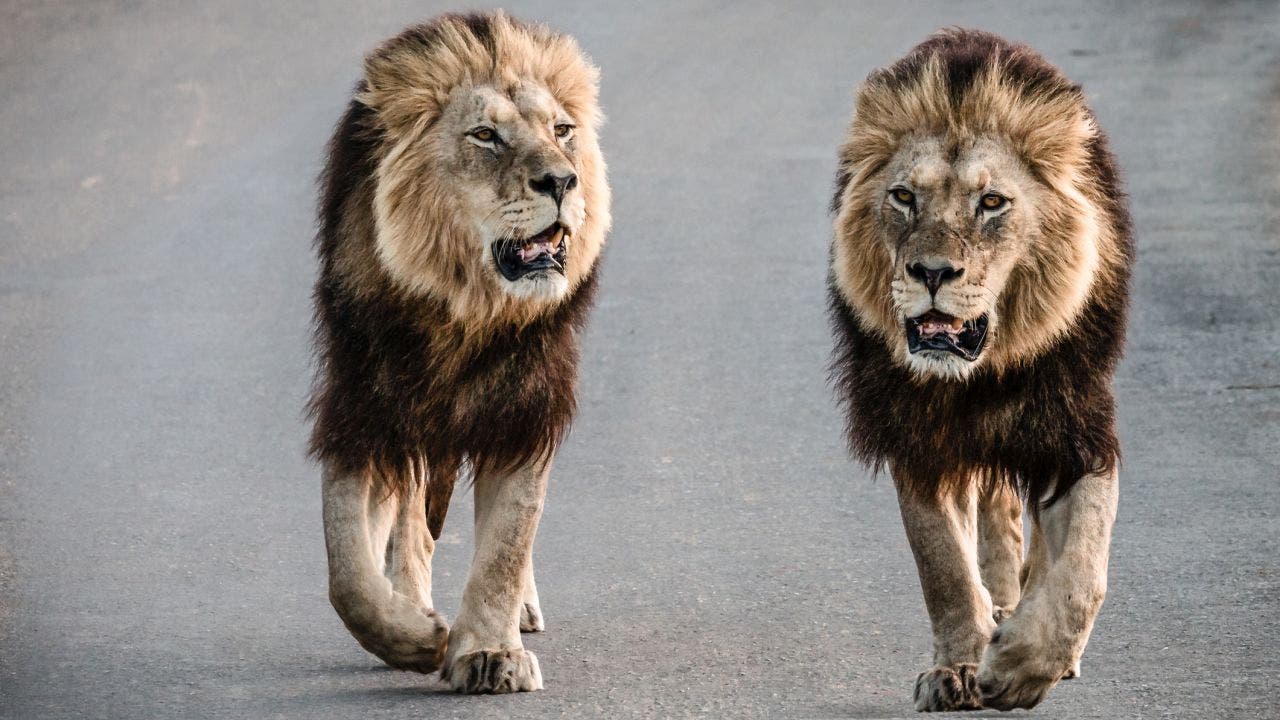 Twin lions evacuated from Ukraine arrive in Belgium after perilous journey