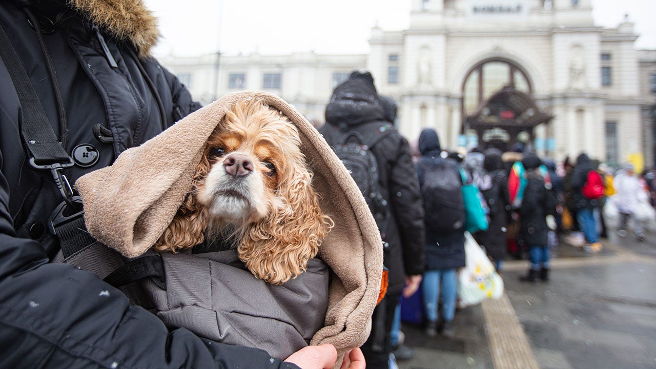 Animal rescue group works to evacuate pets from Ukraine and reunite them with their owners