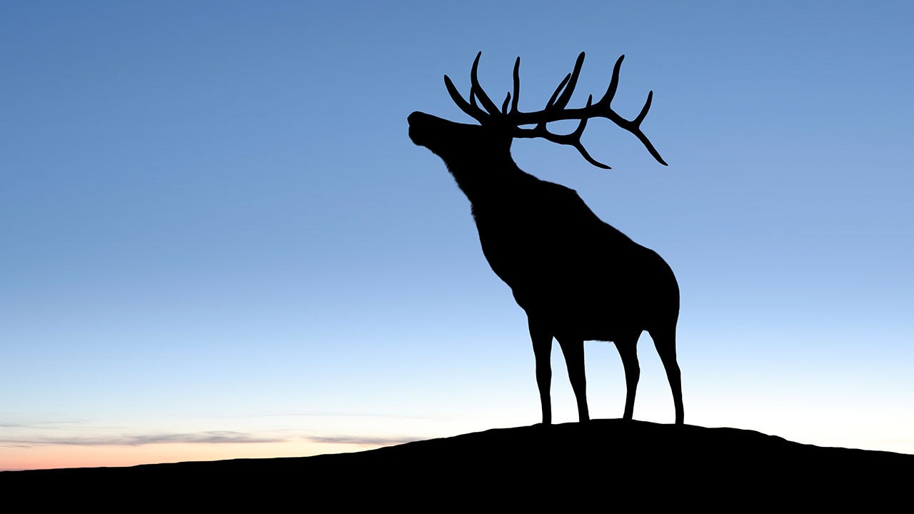 Man banned from hunting for 8 years after illegally harvesting elk