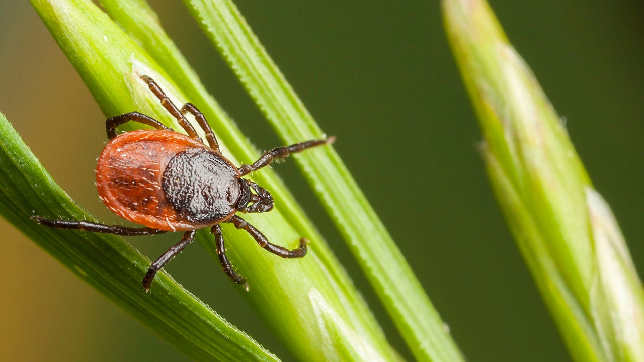 Maine resident dies from rare tick virus