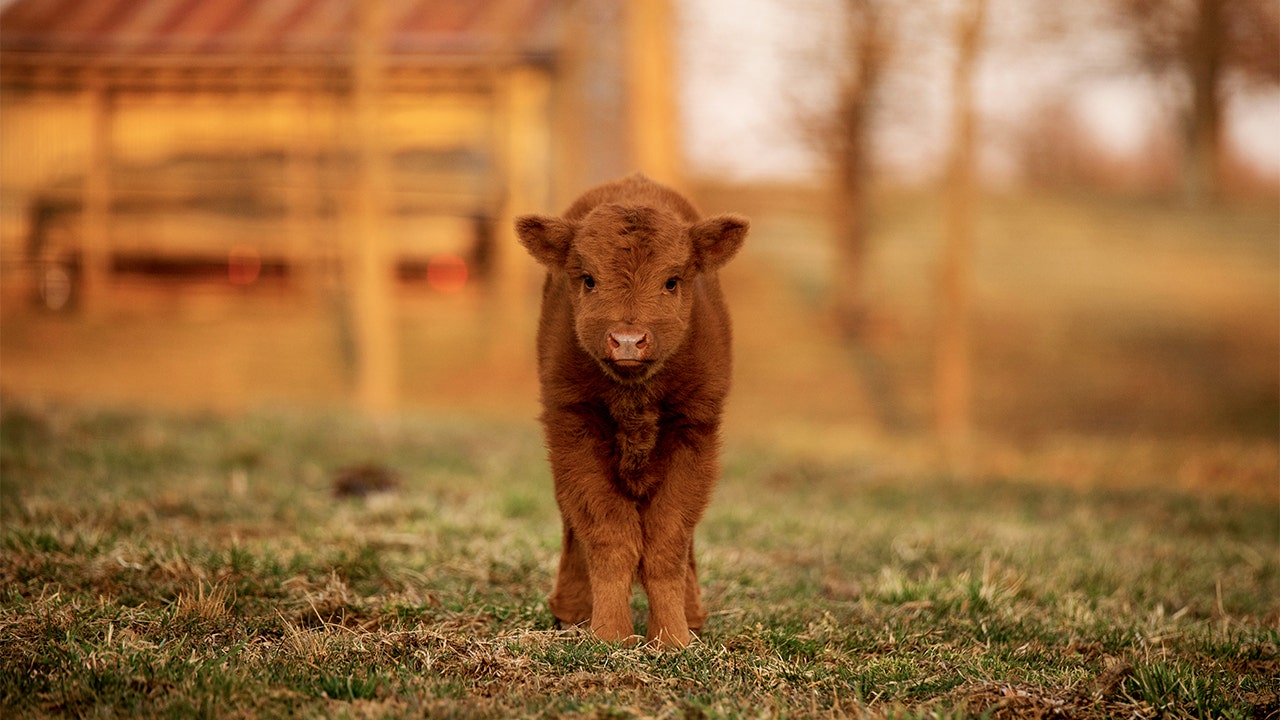 This Kentucky farm had a Highland cow baby boom: See the photos