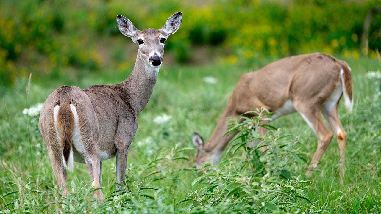 Possible deer-to human COVID-19 transmission reported by Canadian researchers