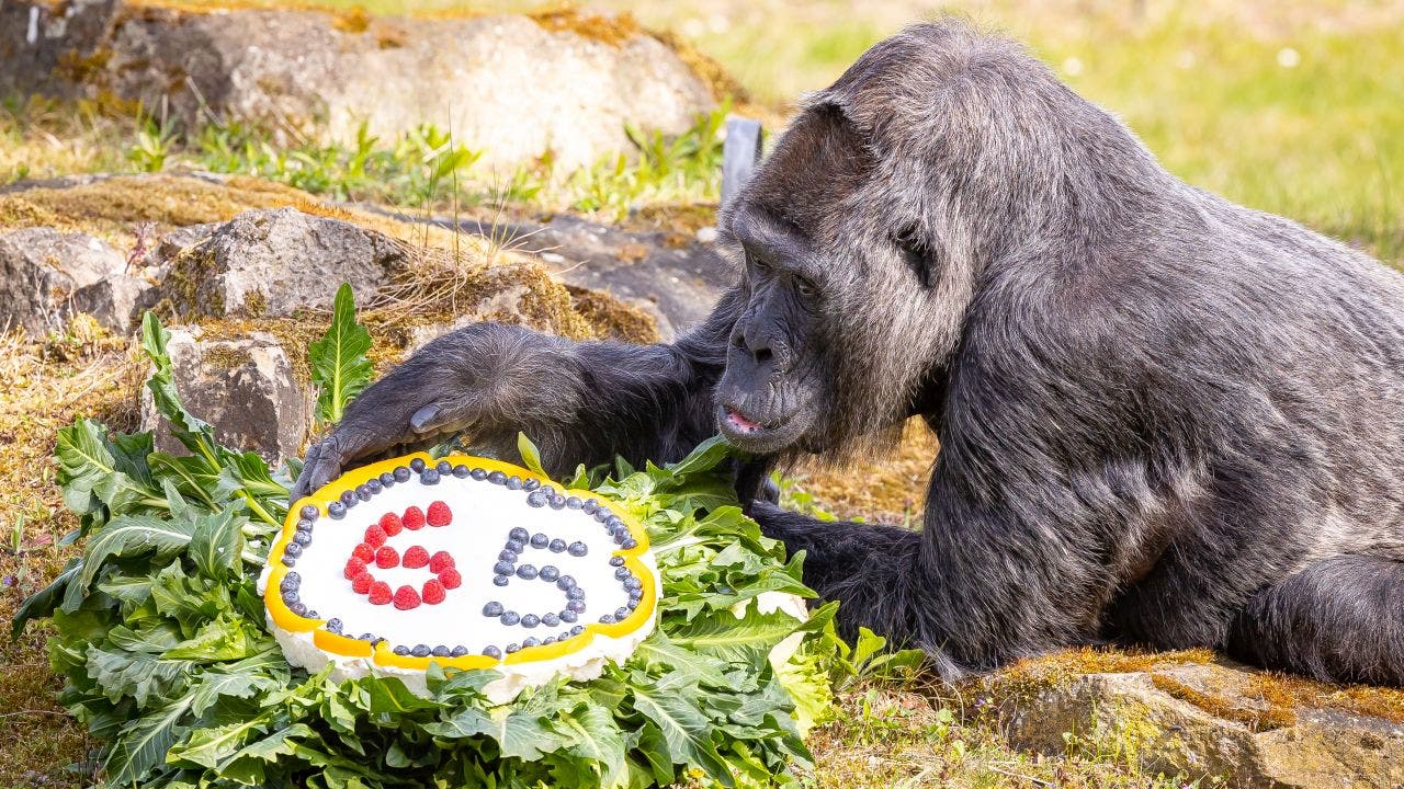 Fatou, world's oldest gorilla, celebrates 65th birthday with cake | Fox News