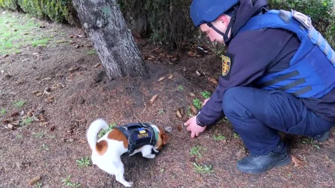 Bomb-sniffing dog detects explosives in Ukraine, video shows