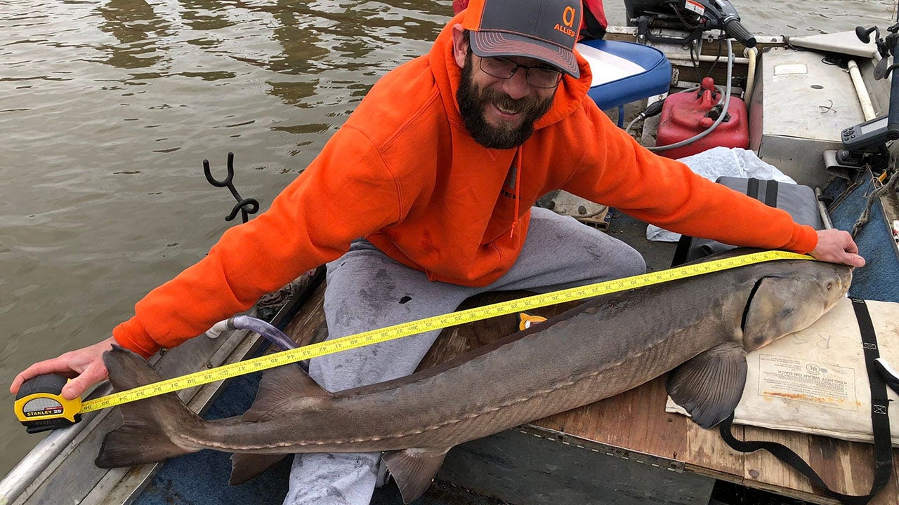 Missouri fisherman catches 50-pound rare sturgeon