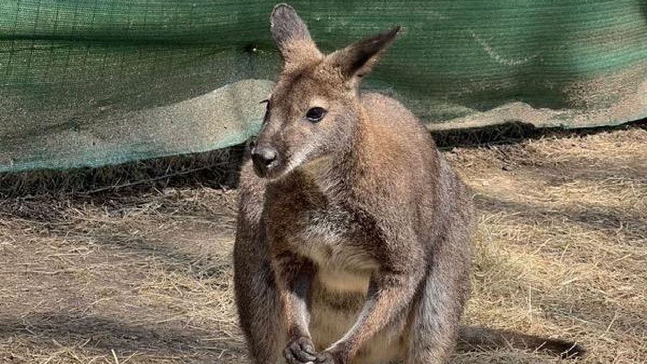 Pet wallaby 'Roo' goes missing in rural Oklahoma | Fox News