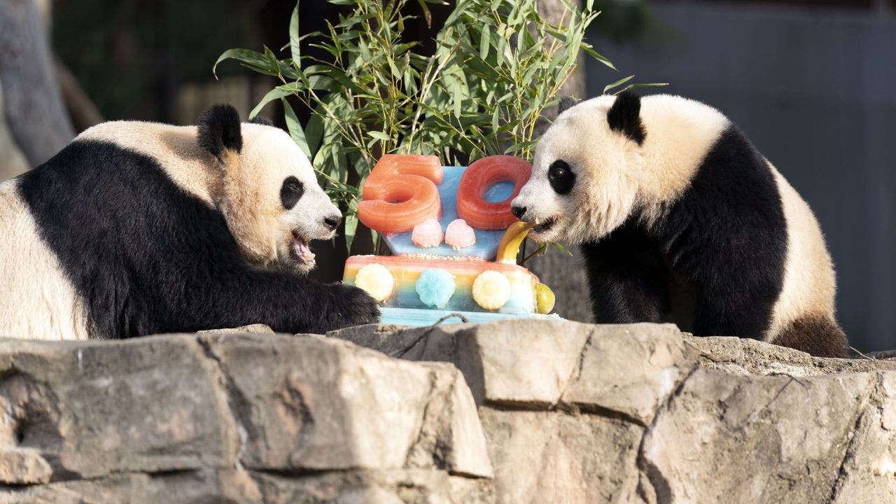 National Zoo celebrates panda exchange program's 50th anniversary with treat