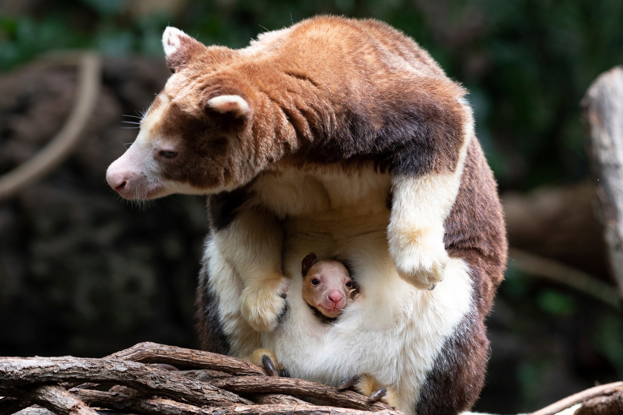 Families visiting Bronx Zoo have amazing sight to see: Rare baby tree kangaroo