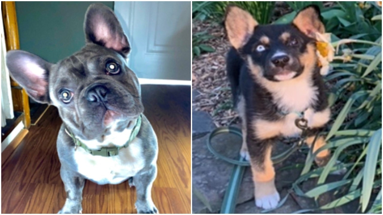 Puppies stolen at gunpoint in DC; police offering $10k reward for information leading to 4 suspects