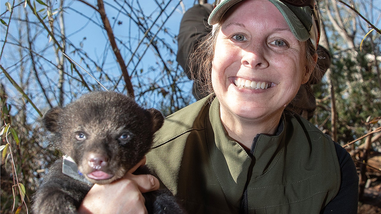 Alabama tracking trio of bear cubs