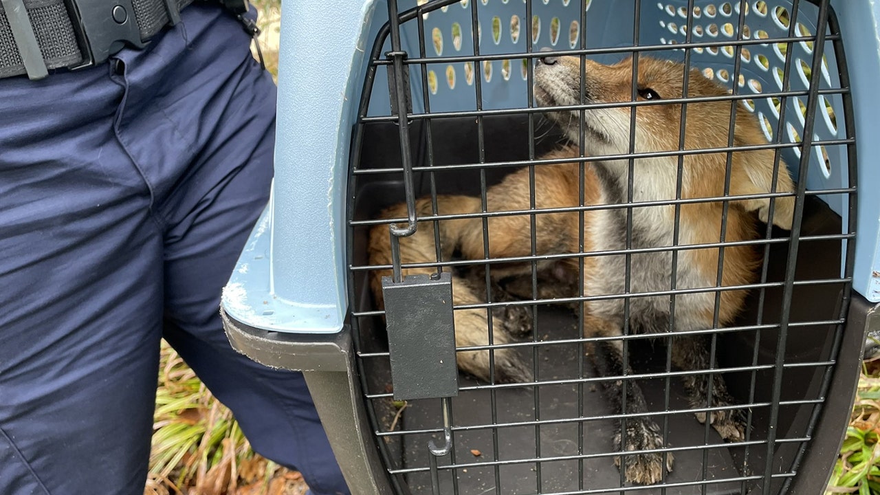 Capitol fox kits euthanized by DC health officials after mother tested positive for rabies