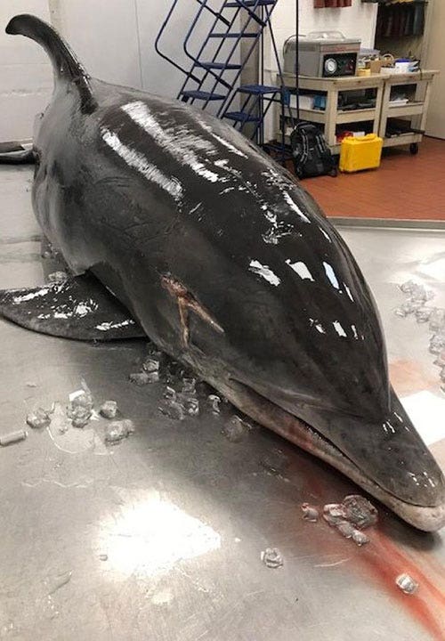 Dolphin dead in Florida after being impaled in head: NOAA