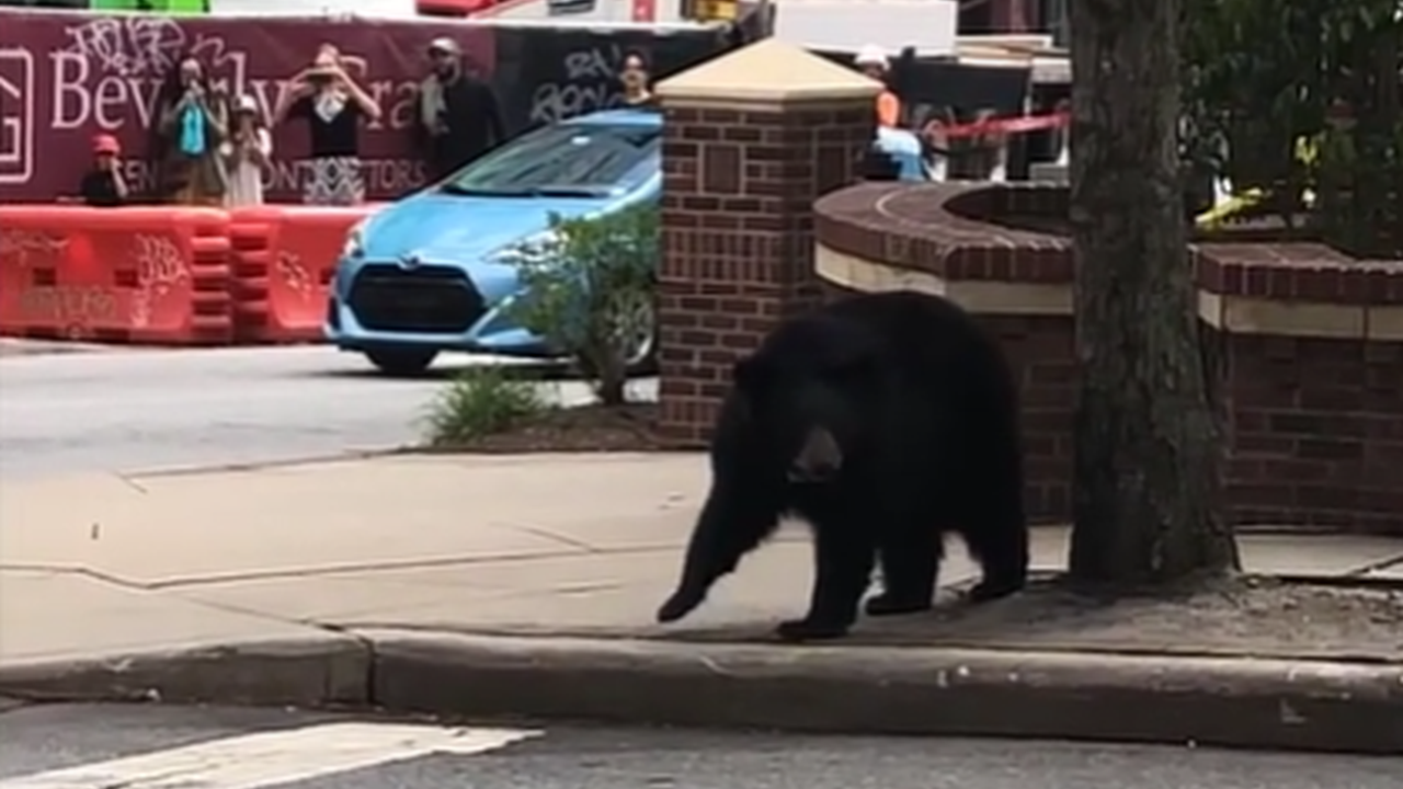 'Law-abiding' bear crosses street like a pro in North Carolina, video shows