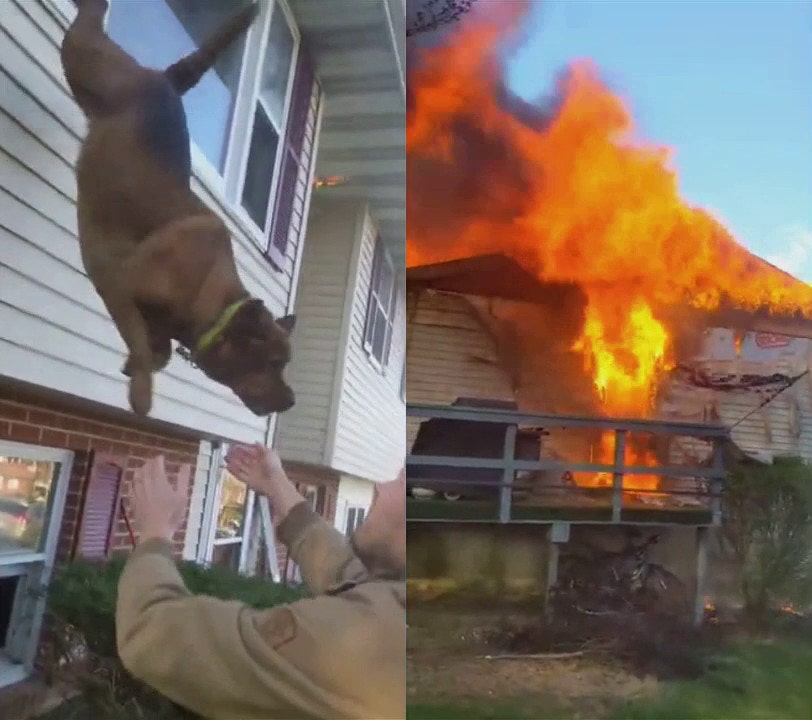 Dog jumps from window to escape Pennsylvania house fire