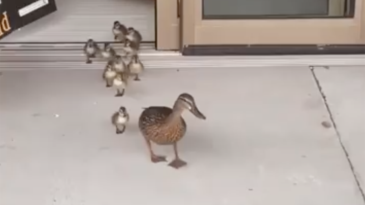 Ducklings hatch in Florida maternity ward's atrium