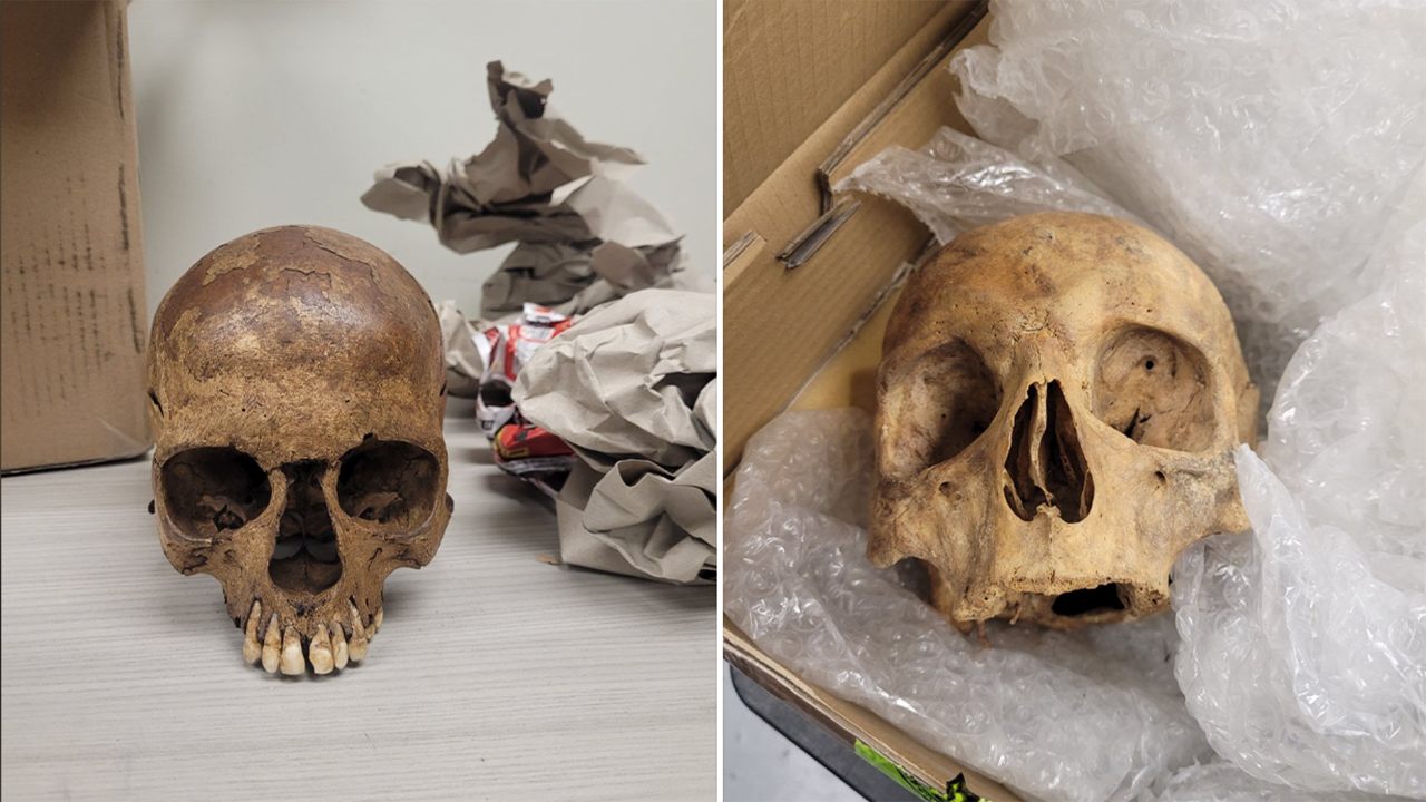 Border officers find 6 human skulls in packages shipped to the U.S.