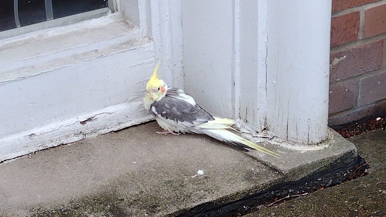 'Lucky' bird: Pennsylvania cockatiel, lost for 3 years, found perched at a church