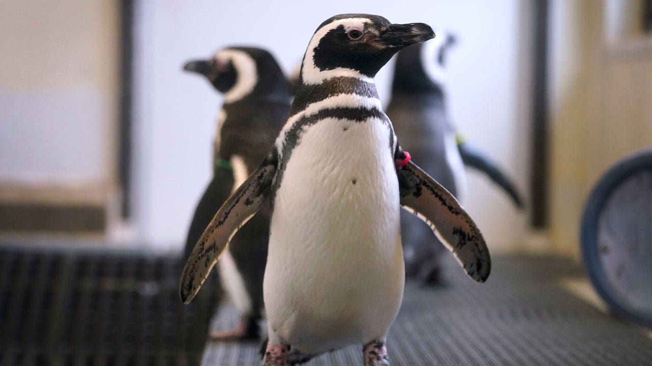 US, Canada zoos move birds indoors as avian flu spreads