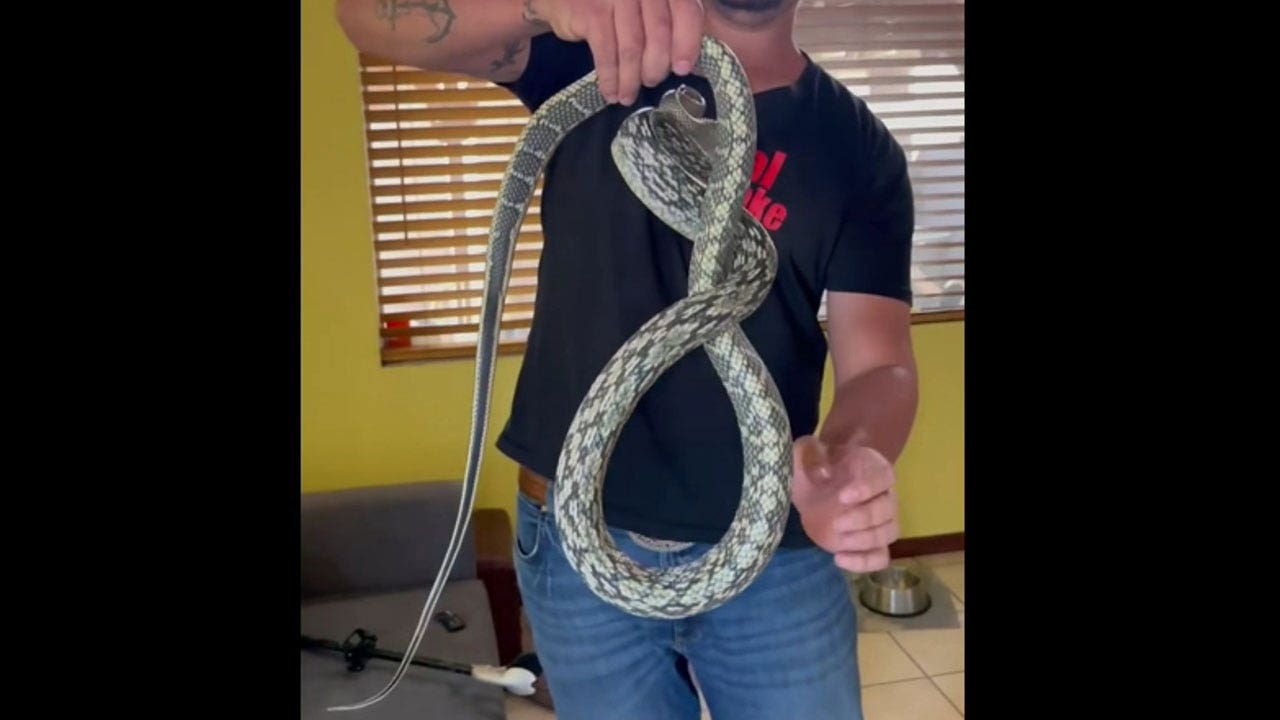 California man finds 7-foot snake behind couch cushion
