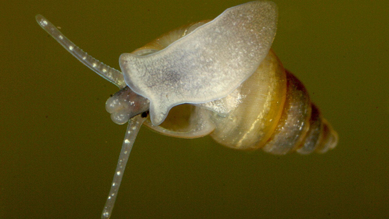 Invasive snail species discovered in Montana fish hatchery