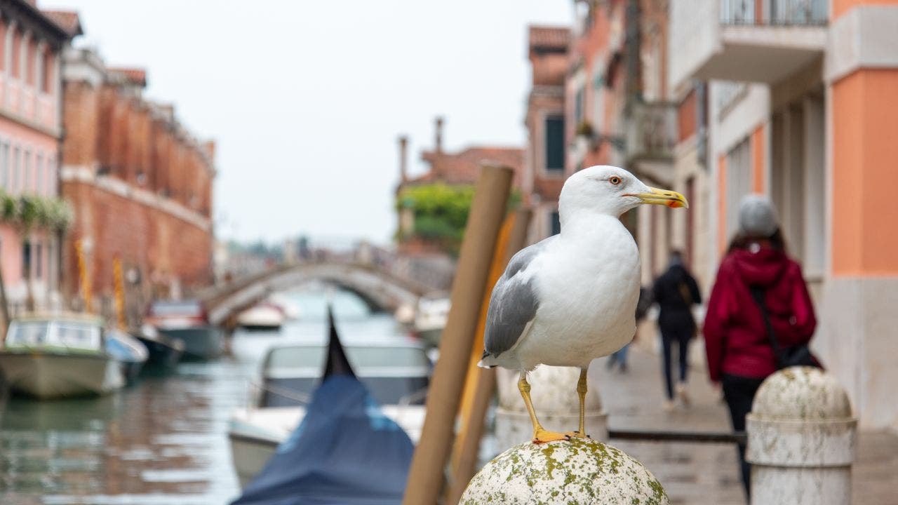Venice seagull problem leads to squirt gun distribution at high-end hotels