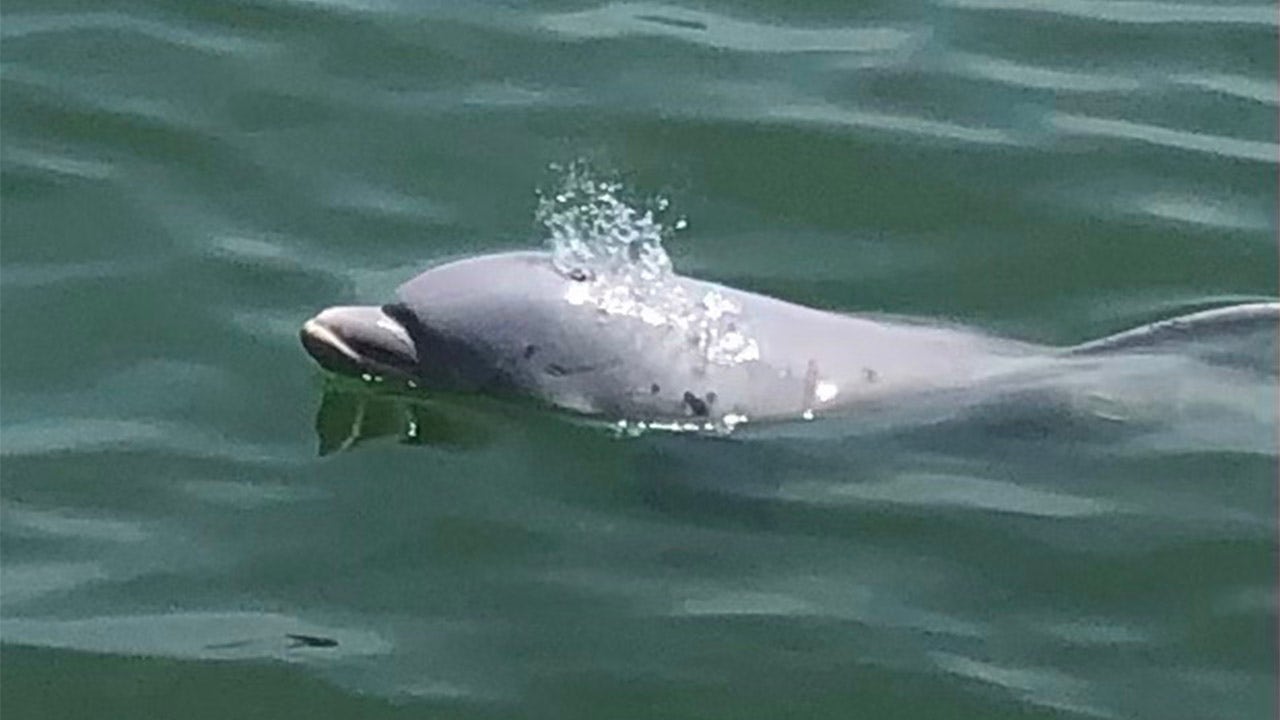 Rare white dolphin seen in Florida canal