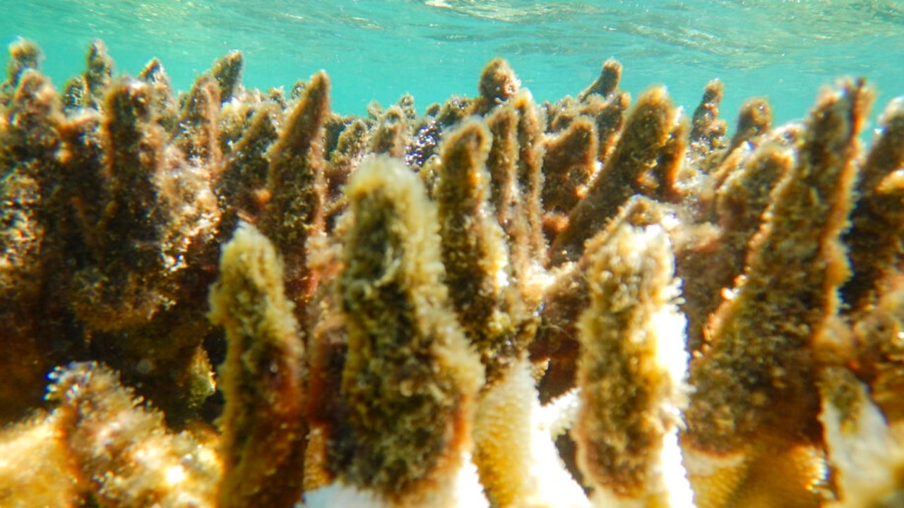 Over 90% of Great Barrier Reef coral studied this year was bleached
