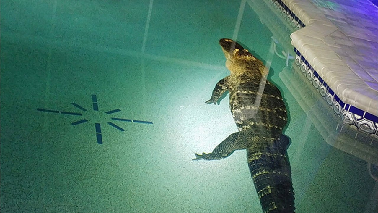 Florida family finds nearly 11-foot alligator in pool