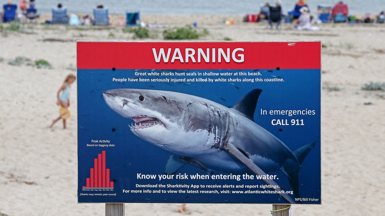 New York, Massachusetts beaches see sharks over Memorial Day weekend