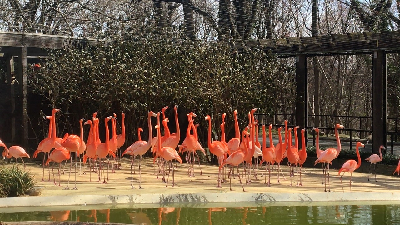 Wild fox wreaks havoc at Smithsonian National Zoo, leaving 25 flamingos, 1 duck dead
