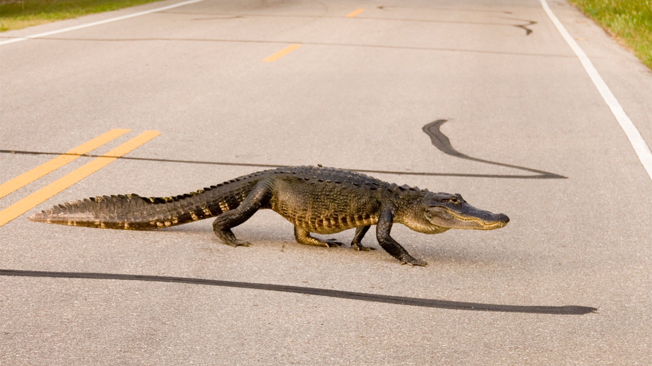 Police officers wrangle 6-foot alligator near South Carolina school