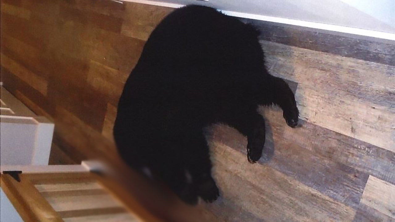 Wisconsin couple stabs, fatally shoots black bear that attacked them in their home