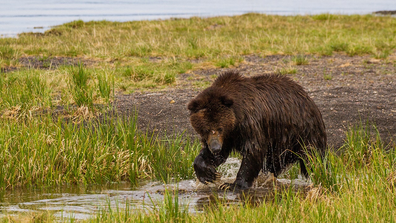 Man injured in grizzly bear attack while surveying Wyoming forest | Fox ...