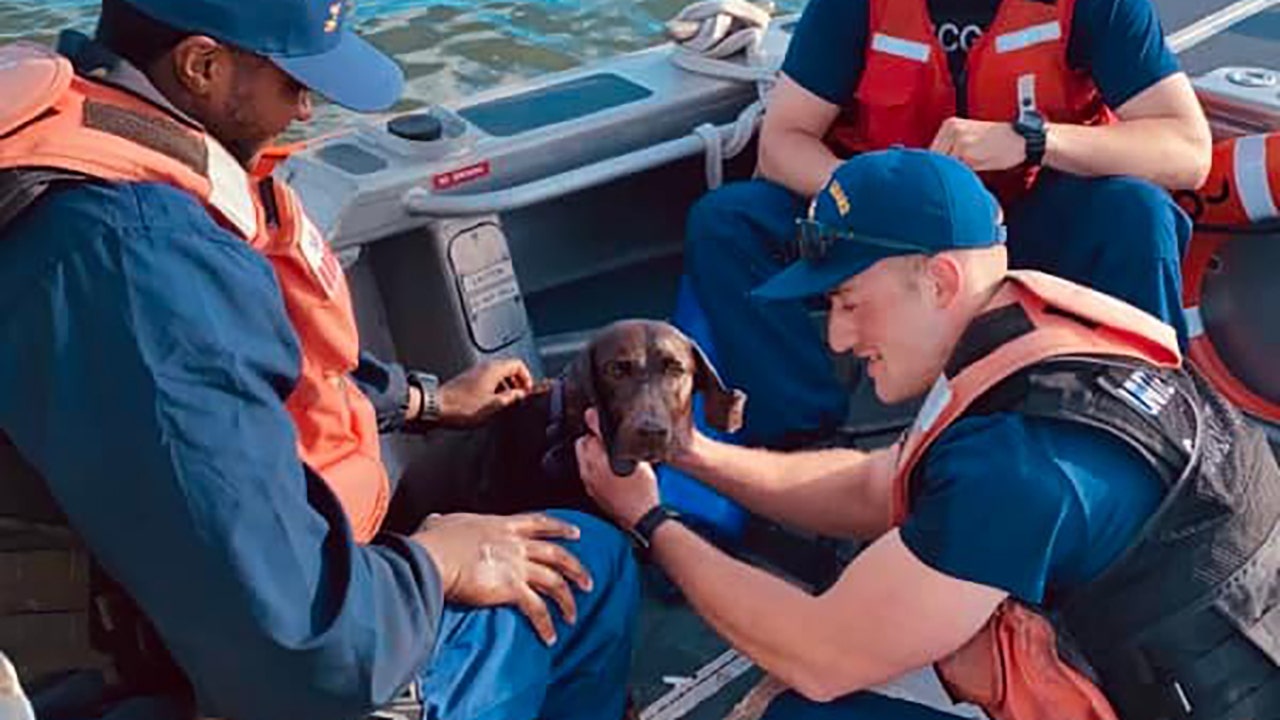 Coast Guard in North Carolina rescues dog that fell overboard in Pamlico Sound