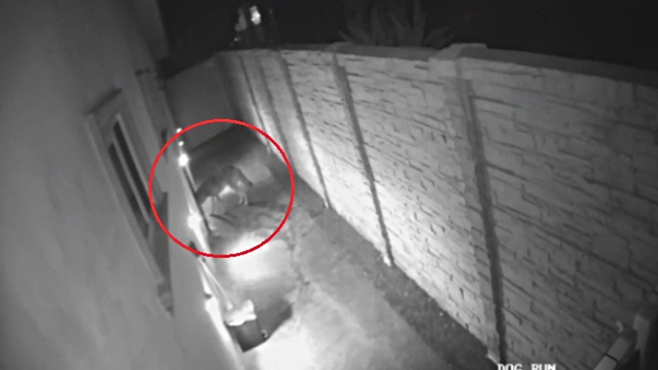 Coyote sneaks into Los Angeles home through dog door: video