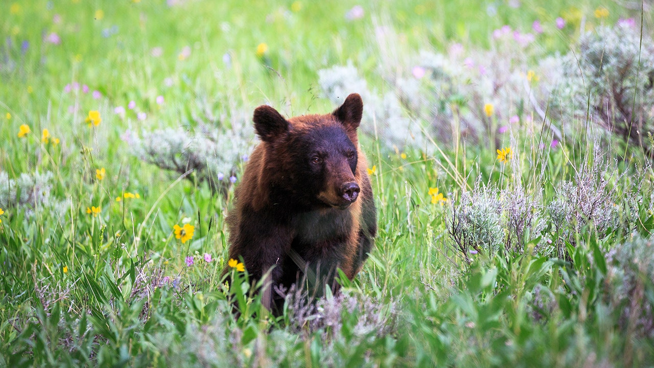 $6K reward offered for info on illegal black bear shooting in rural Louisiana