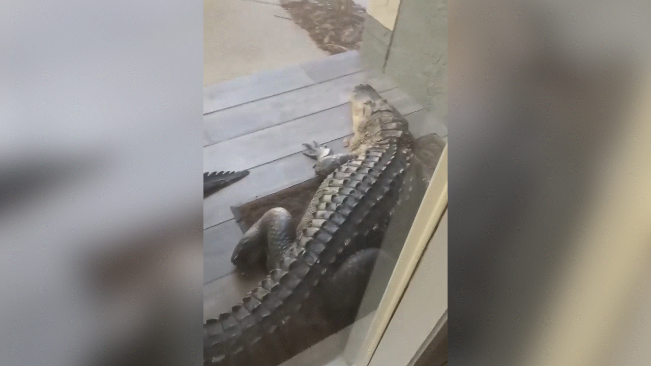 Florida man’s front door blocked by massive alligator