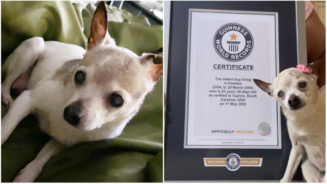 South Carolina Dog Becomes World S Oldest Living Pooch Fox News   New Oldest Living Dog Guinness World Records 