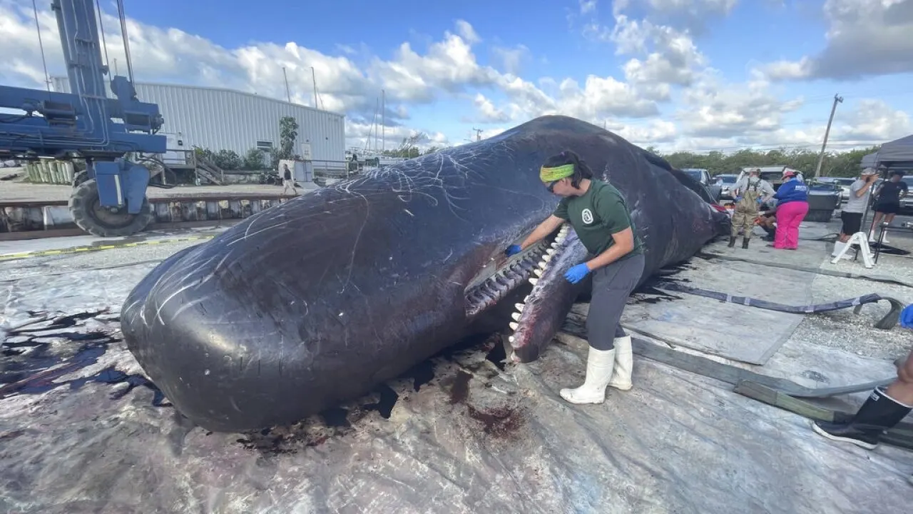 2 sperm whales die within week in Florida Keys