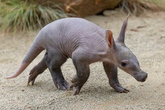 San Diego Zoo has first aardvark birth in nearly 4 decades