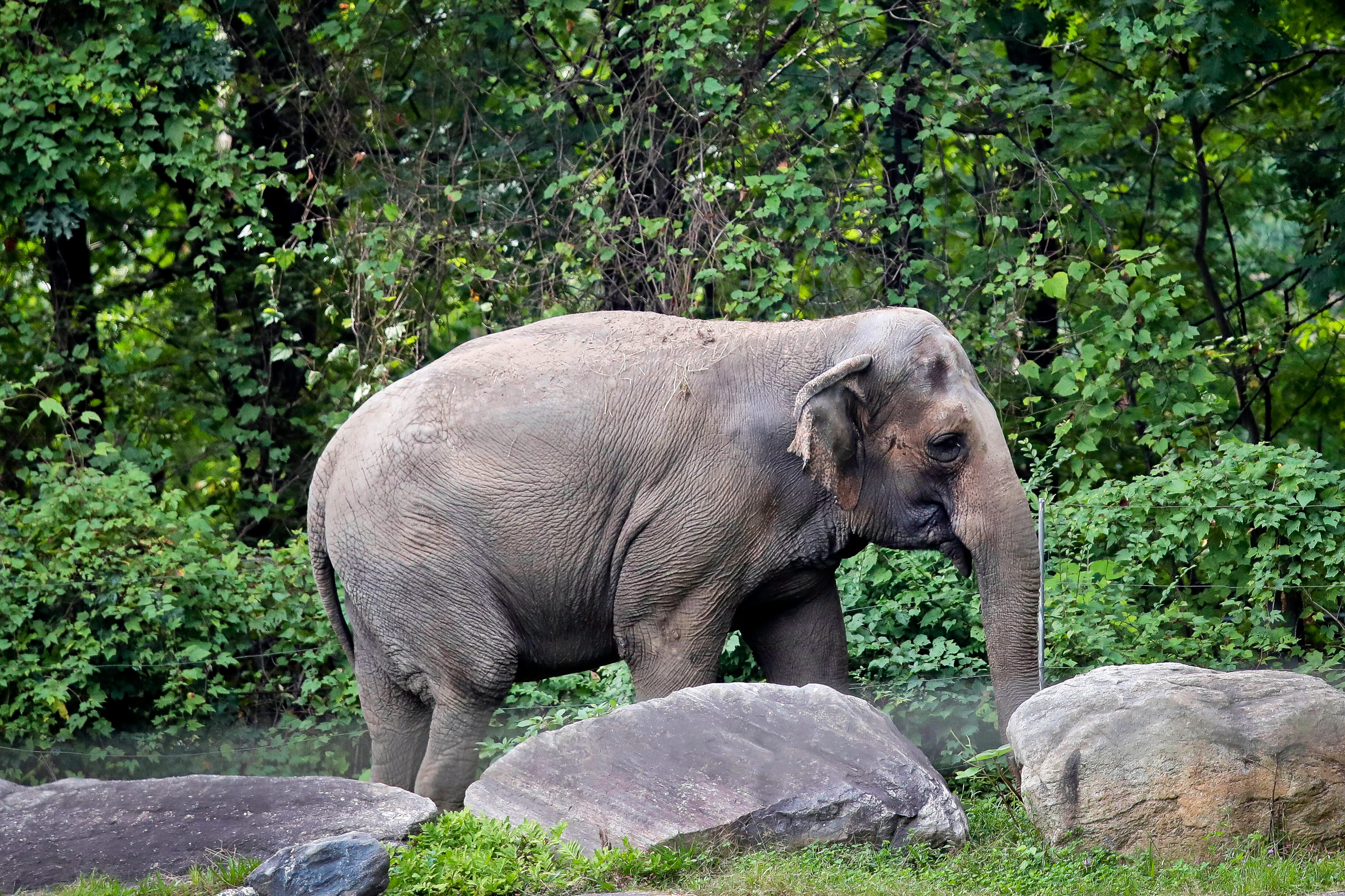 NY court decides elephant not a person, in case involving Bronx Zoo