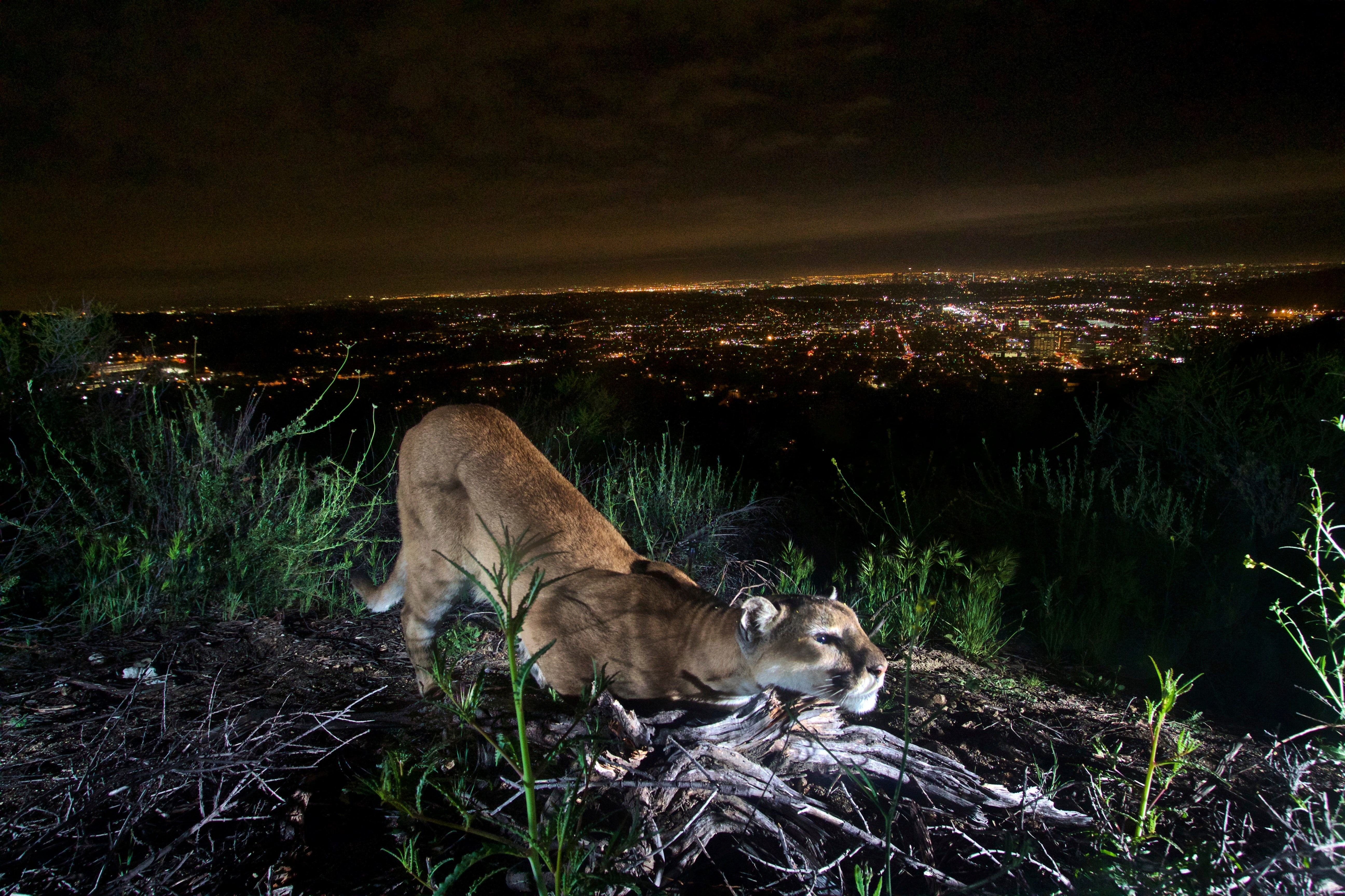 News :LA mountain lions and Mumbai leopards, two big cats in urban jungles