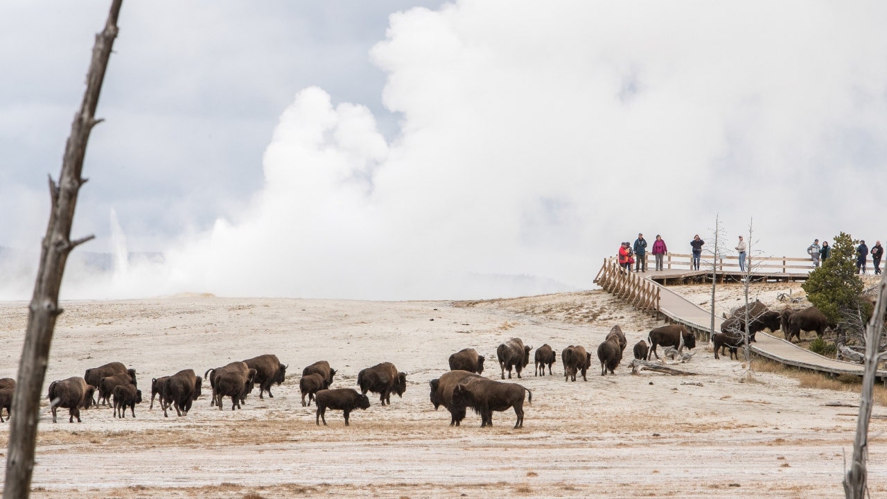 Man gored by Yellowstone bison